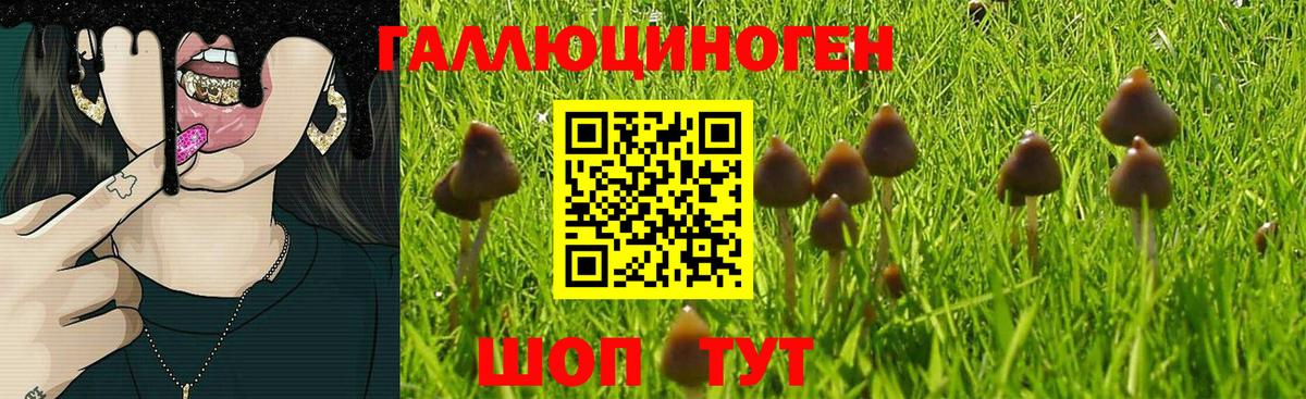 Красноуфимск  Галлюциногенные грибы Psilocybe  Вход с VPN 